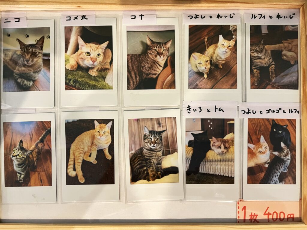 ニャンスタッフ チェキ販売中 | 寝屋川 ほごねこカフェ SU_NYAN（すー