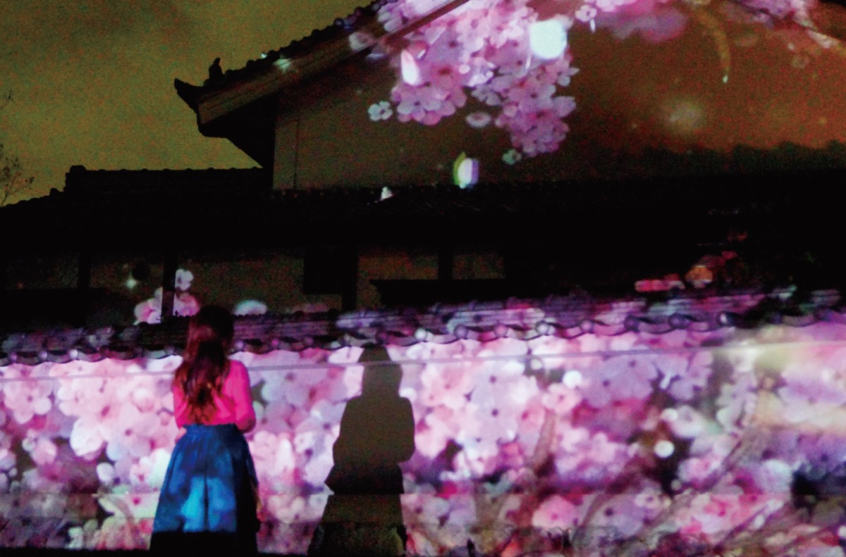 明日香村】川原寺でプロジェクションマッピング「幻桜の夜」開催！