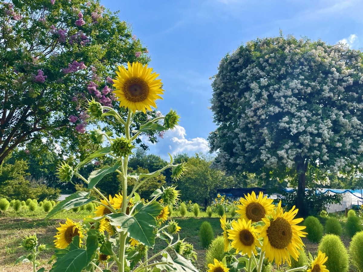 奈良県営馬見丘陵公園で圧巻の「ひまわり」とマルシェを楽しもう