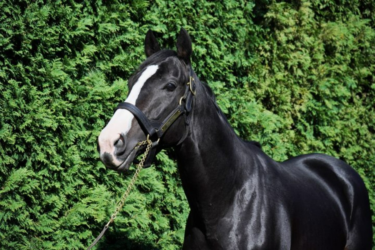 ノーザンホースパーク｜人気の‟社台スタリオン”バスツアー参加募集