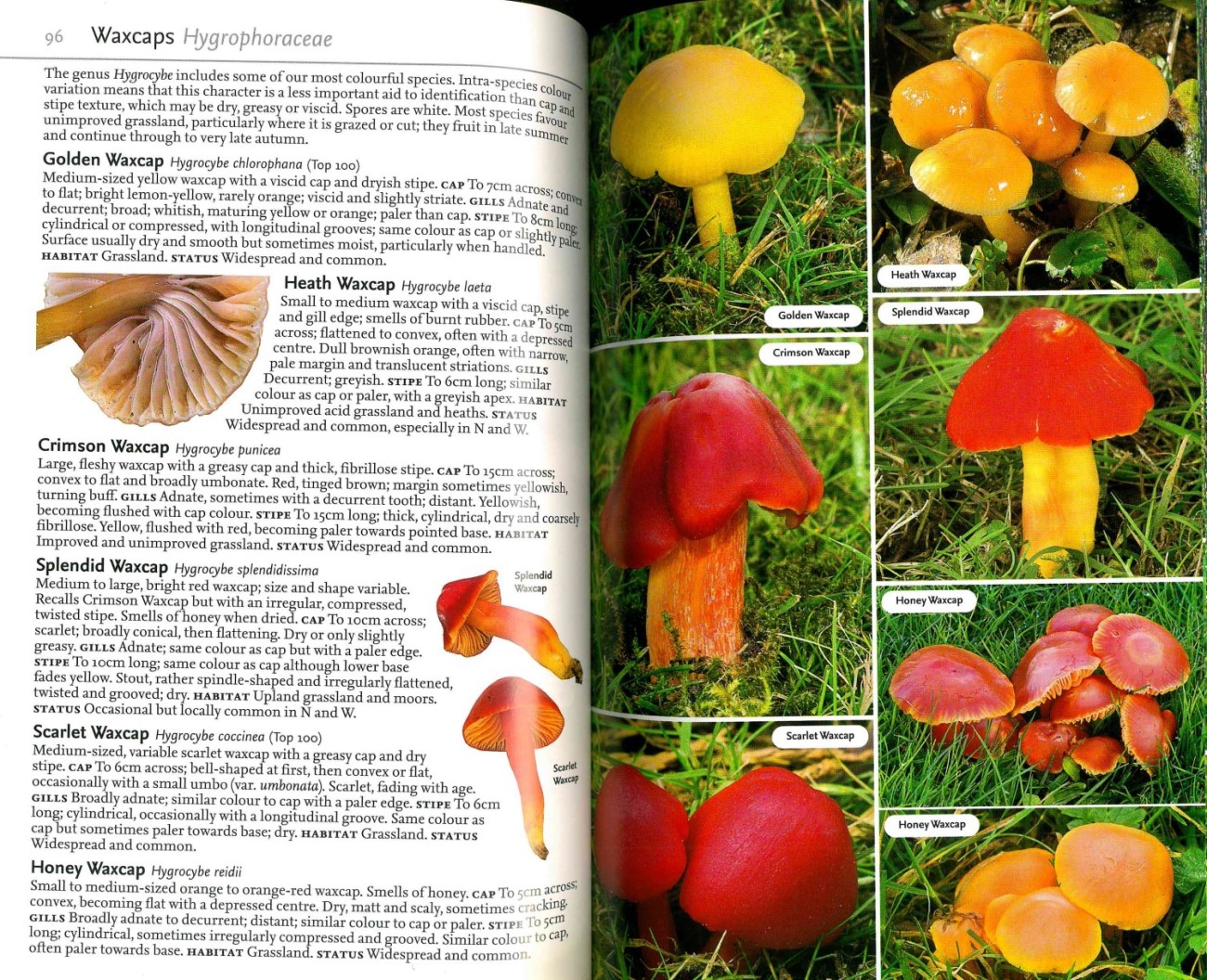 Collins Complete Guide to British Mushrooms and Toadstools from