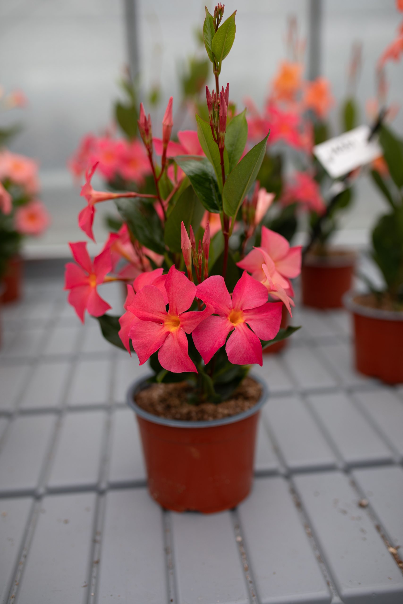 Sundaville® UP pink horizon – Suntory Flowers Europe