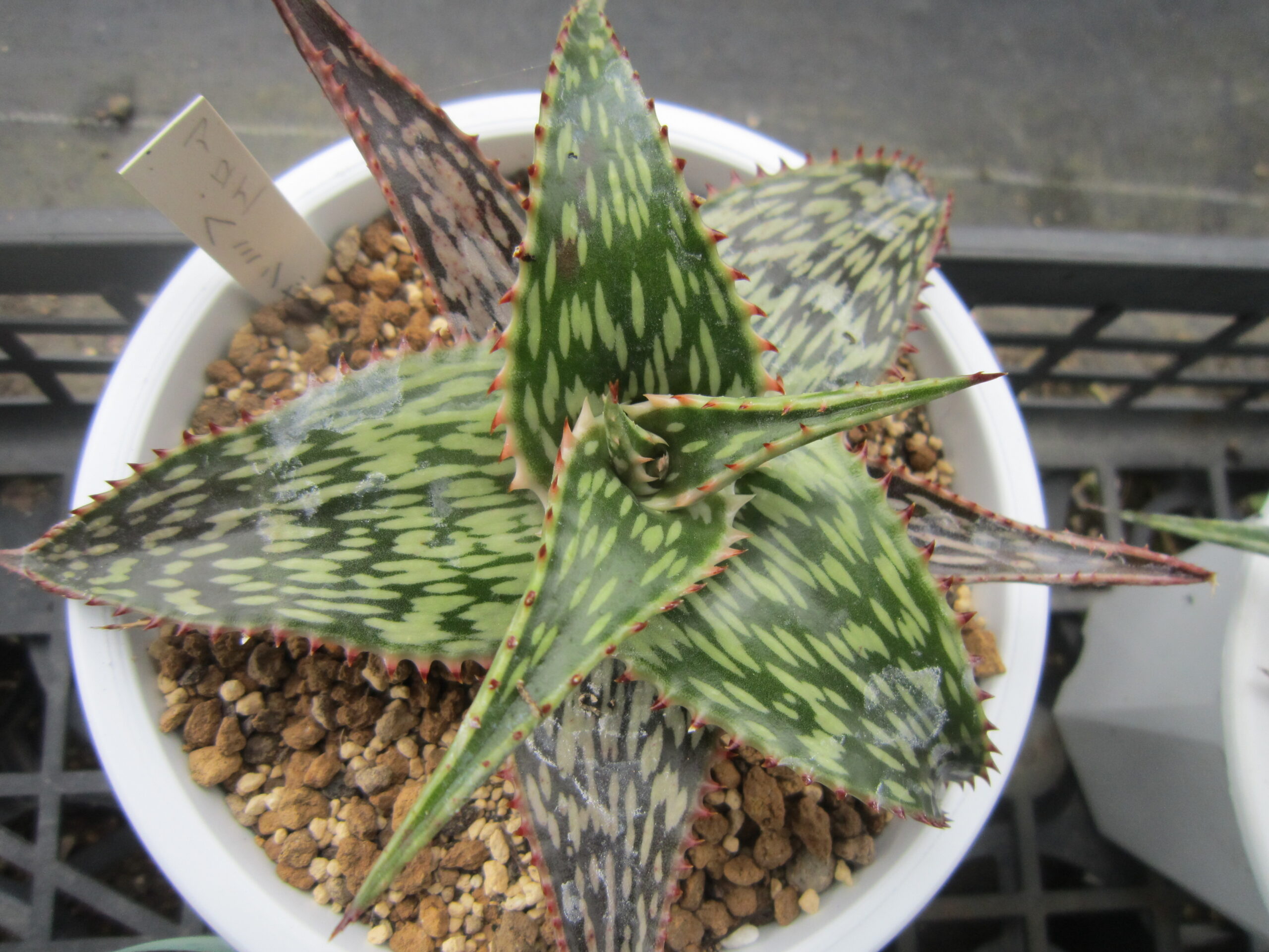 あまり知られていないが実は観賞価値の高い多肉植物アロエ10選