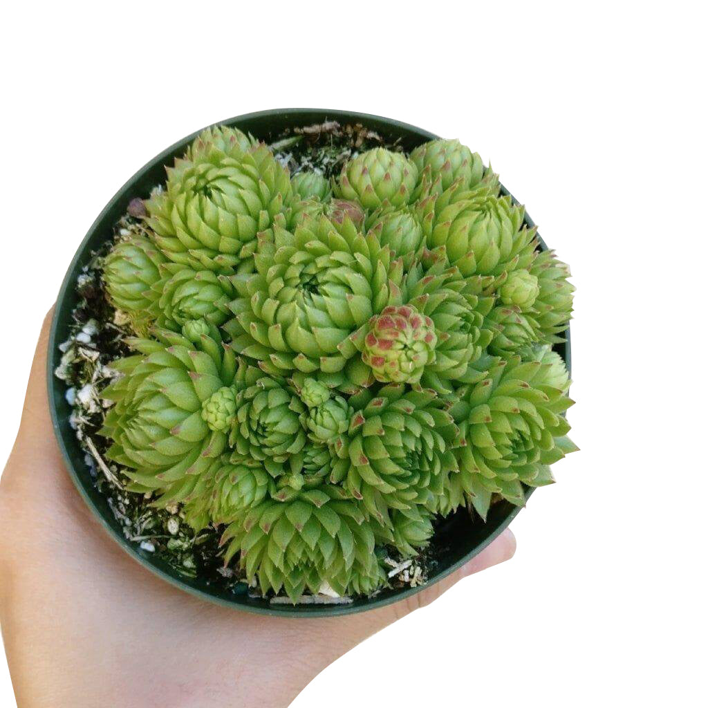 Sempervivum Jovibarba Allionii for Sale | Succulent Care