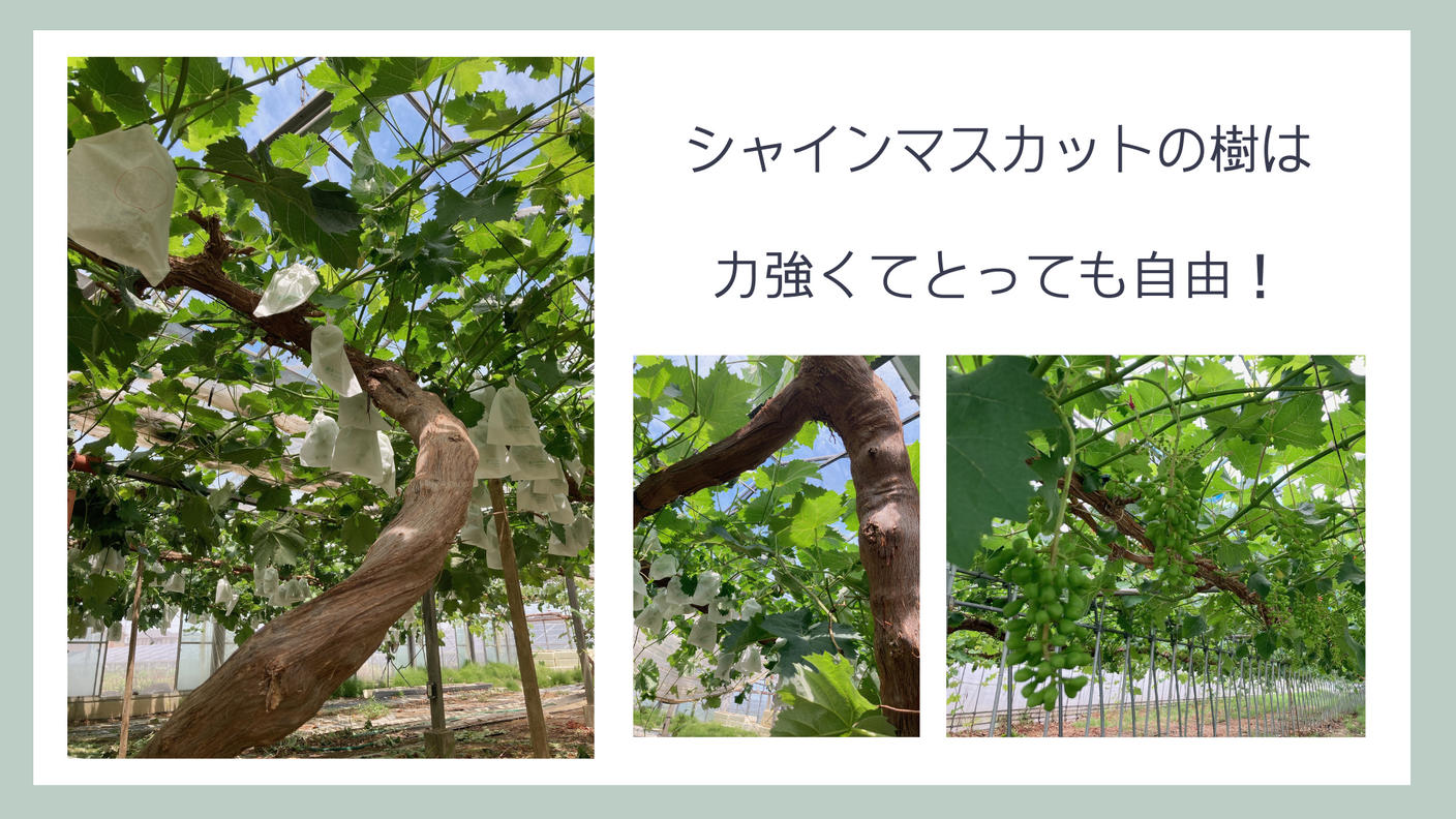 加須市の鳥海農園より～太陽の恵みをふんだんに受けた減農薬のシャイン