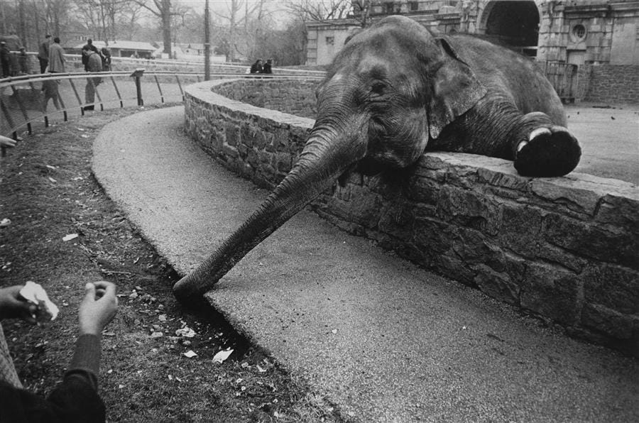 Photo Edition: Garry Winogrand's Zoo - by Bailey Richardson