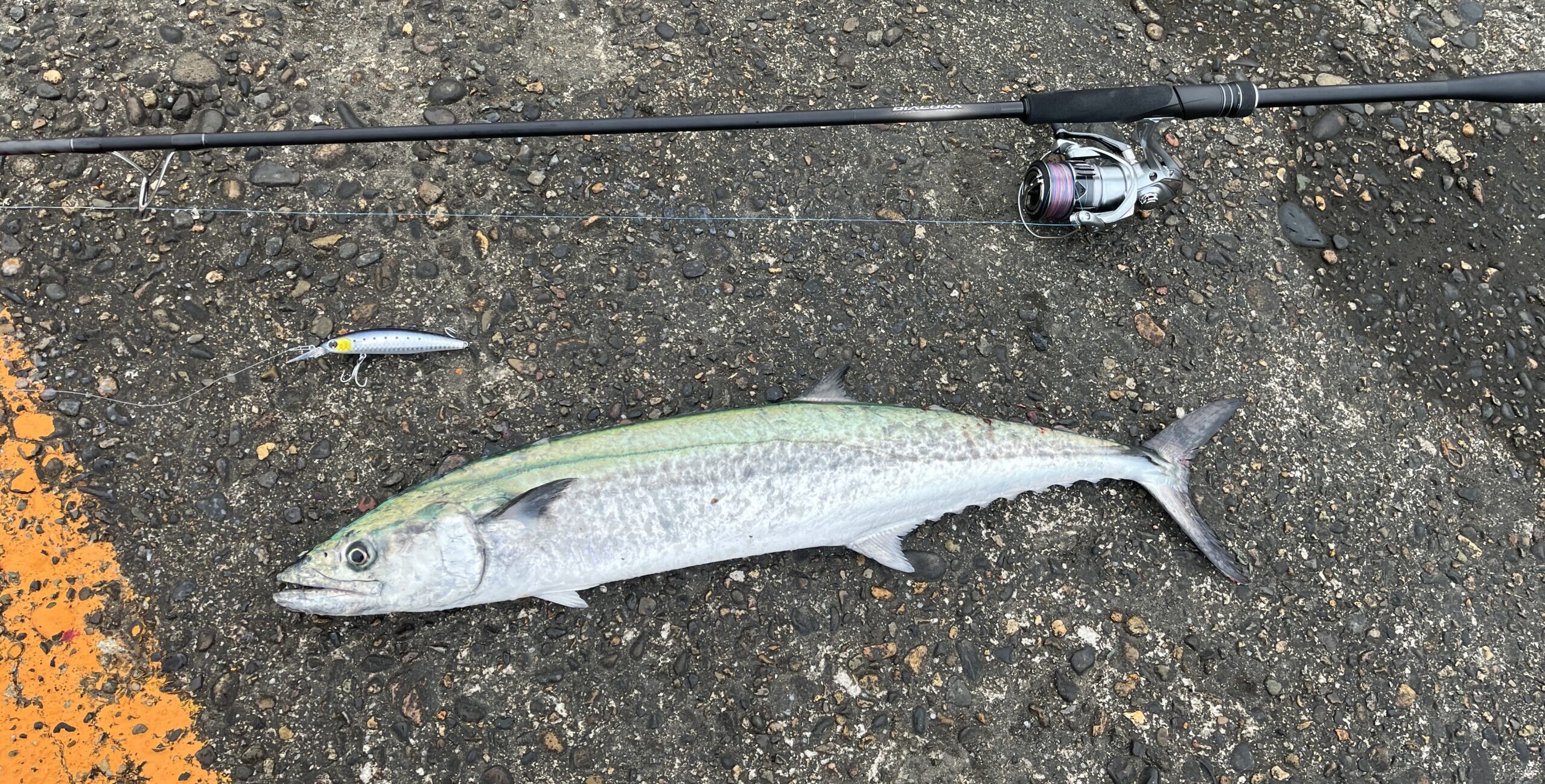 新潟東港】2025年春開幕！サワラ釣れてます！ショアジギング25.4.1