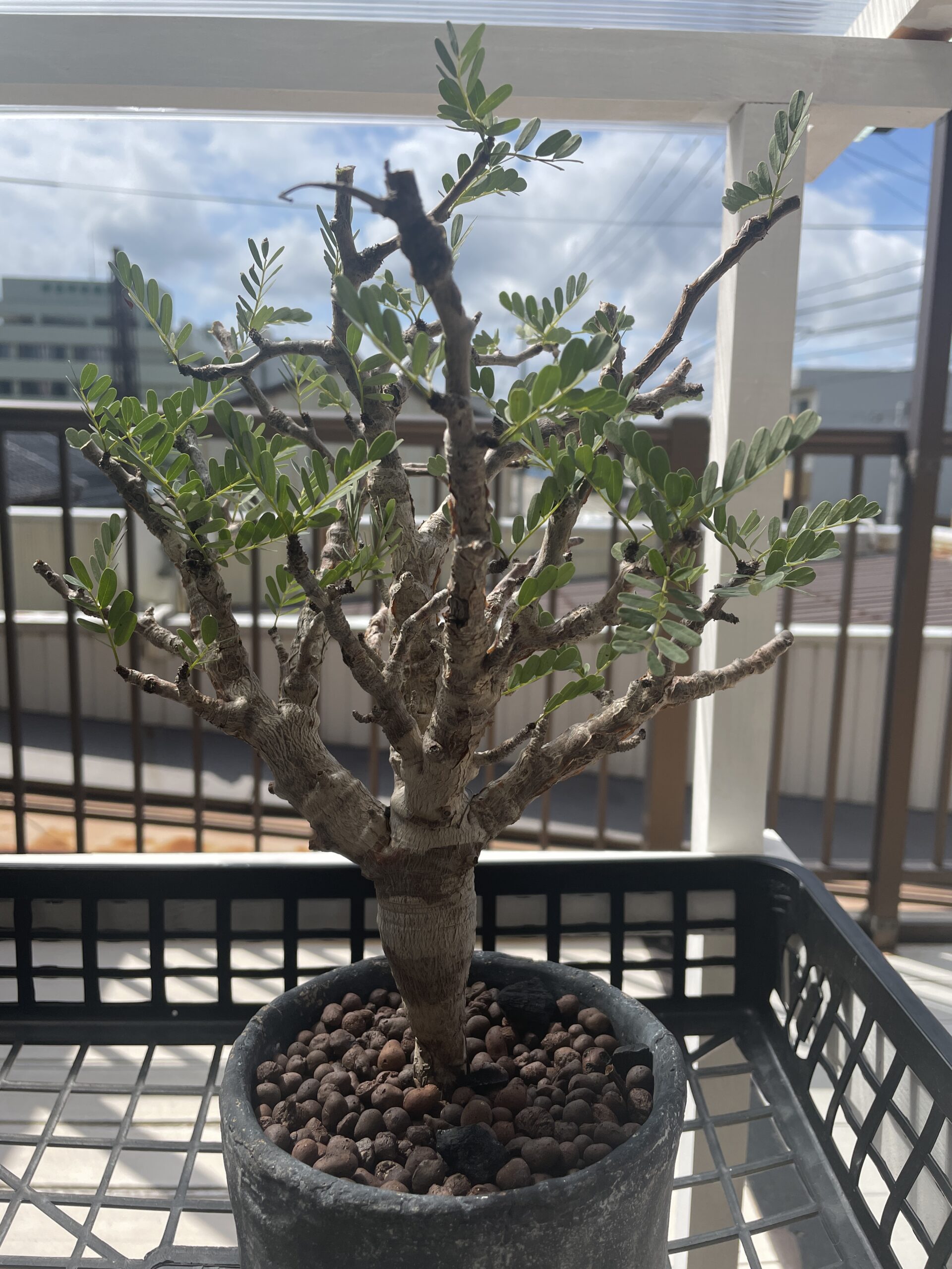 センナメリディオナリスの挿木に挑戦！ 趣味の園芸 | 石川県津幡町の