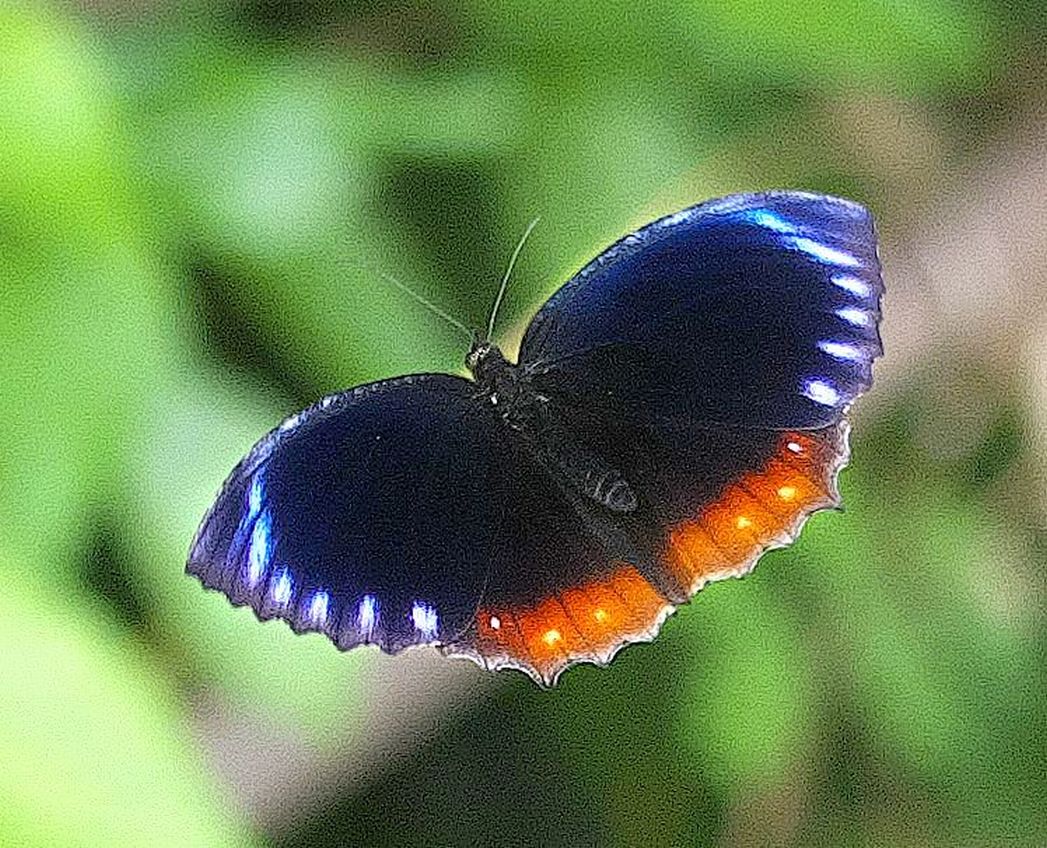 ☆『まみふぁ☆ムラサキシキブジャノメチョウ ♂標本 ja-rurimon3