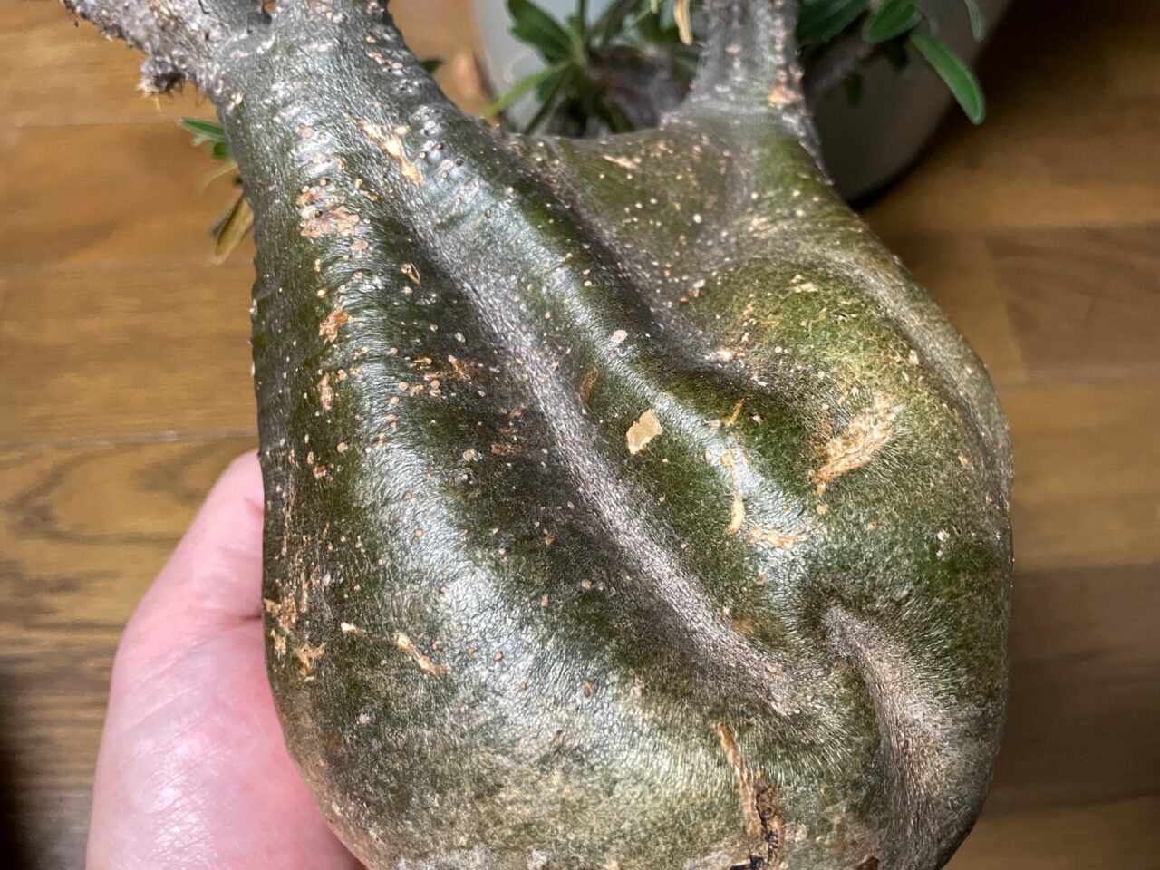 発根管理中のグラキリスに緊急事態発生！そして土耕から水耕へ