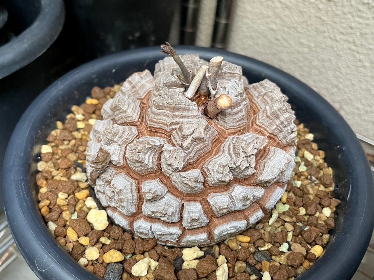 今年の新入り亀甲竜はどっちも長谷川園芸さんの株。 | すごいグリーン