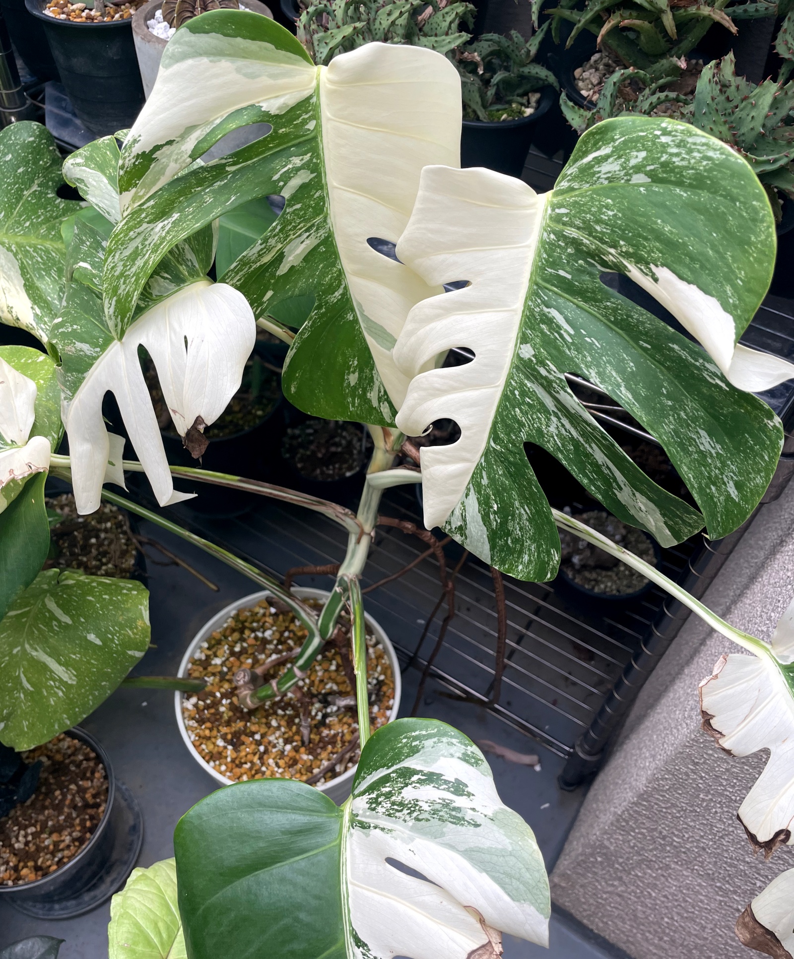 モンステラ デリシオーサ タイコンステレーション / 細かく白い斑入り