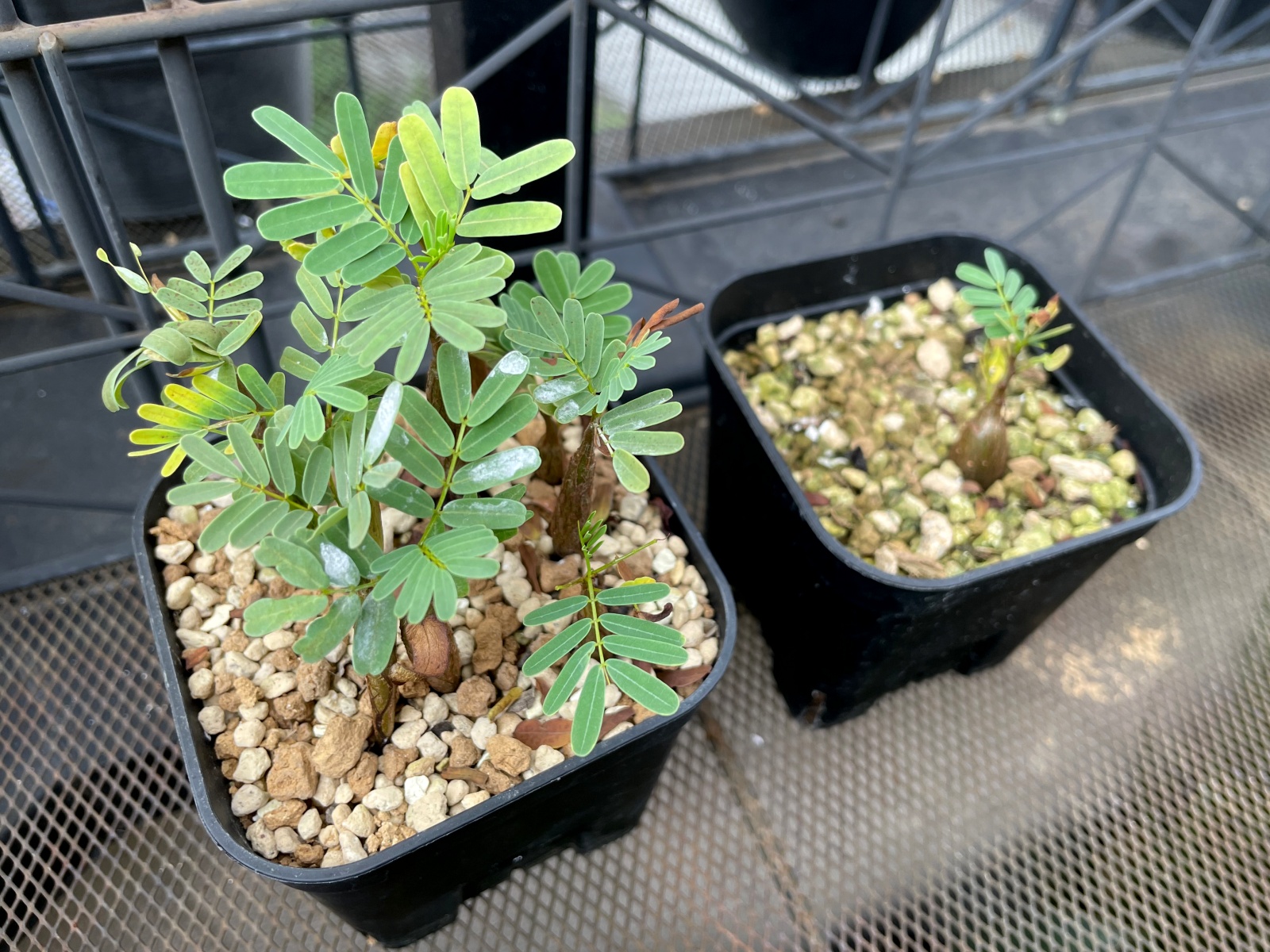 センナ メリディオナリス / 実生に挑戦するも三度目の正直で大成功