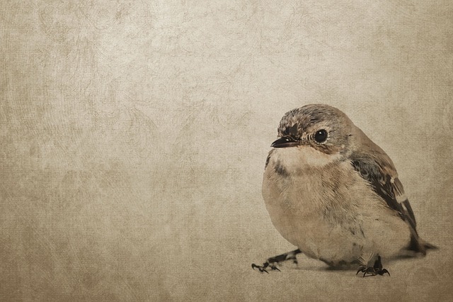 水墨画】初心者でも描ける雀の描き方／パーツごとに描いてみる