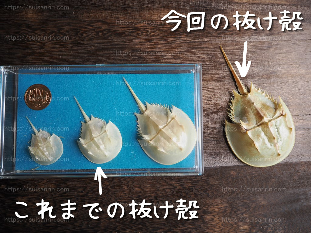 カブトガニの脱皮（4回目） – 水槽抱えて三輪車