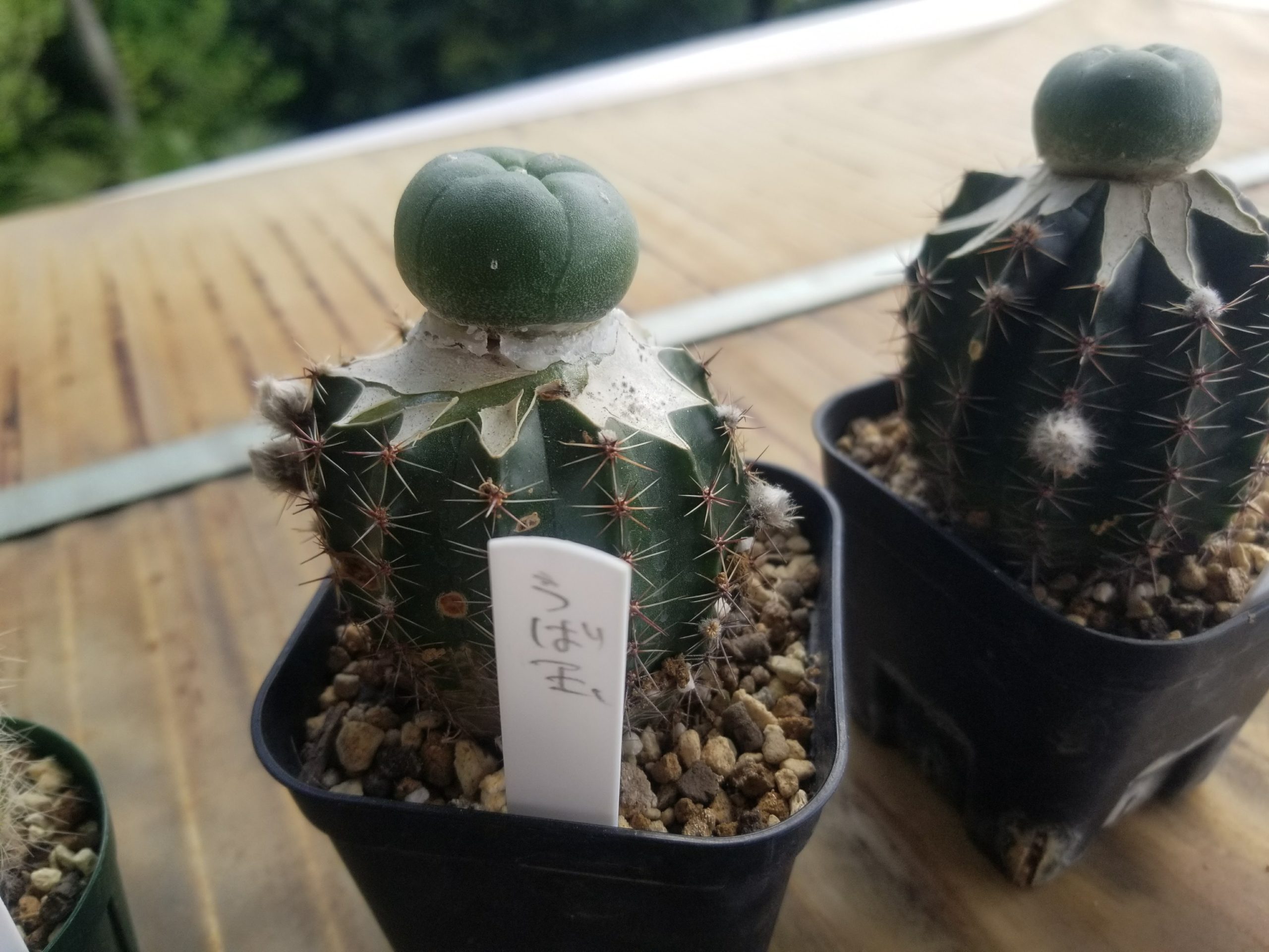 ロフォフォラ銀冠玉・烏羽玉のエキノプシス接ぎ | スーパーサボテンタイム