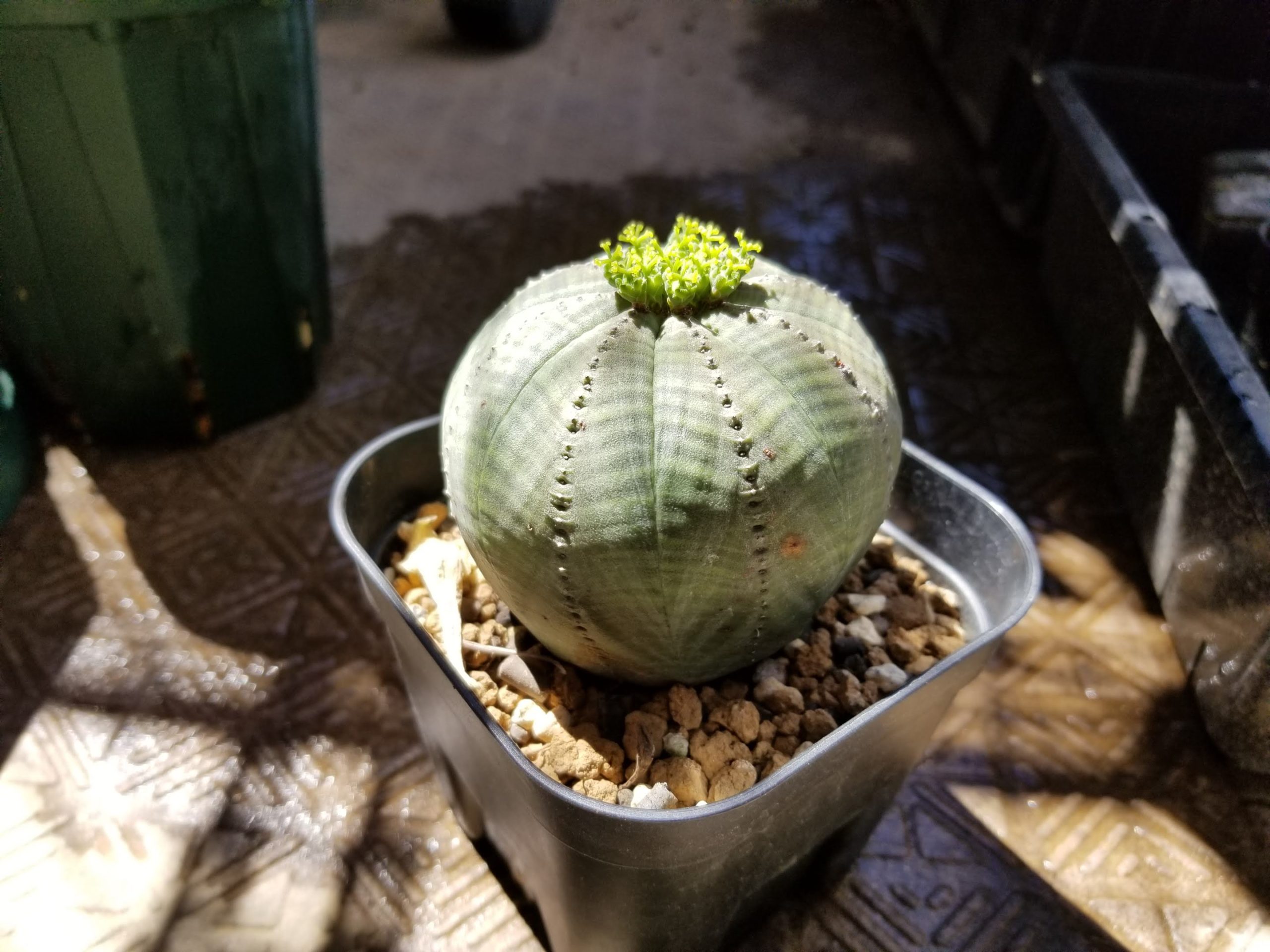 ホリダ×オベサ！ユーフォルビアの受粉、播種、発芽まで | スーパー