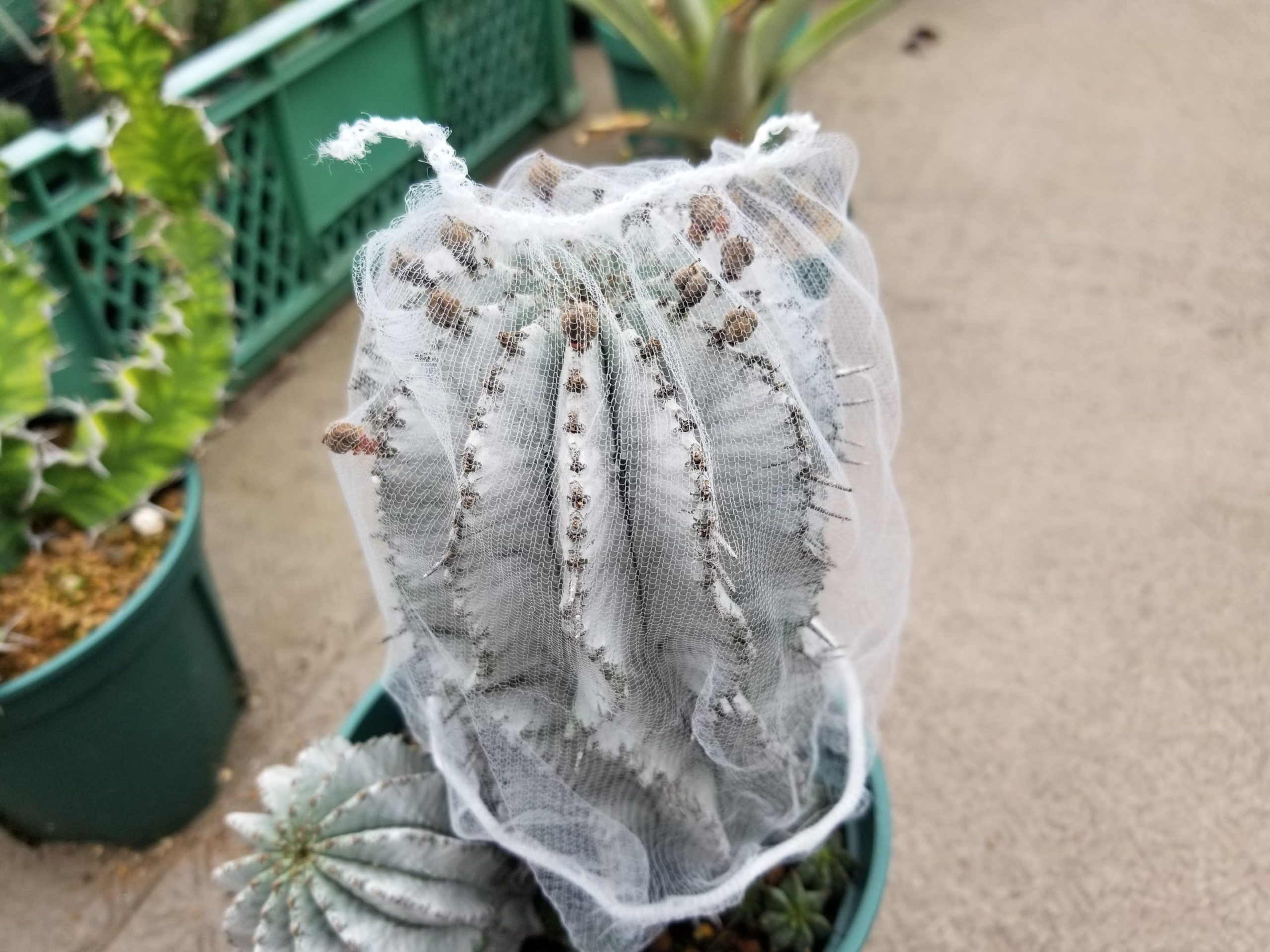 ホリダ×オベサ！ユーフォルビアの受粉、播種、発芽まで | スーパー