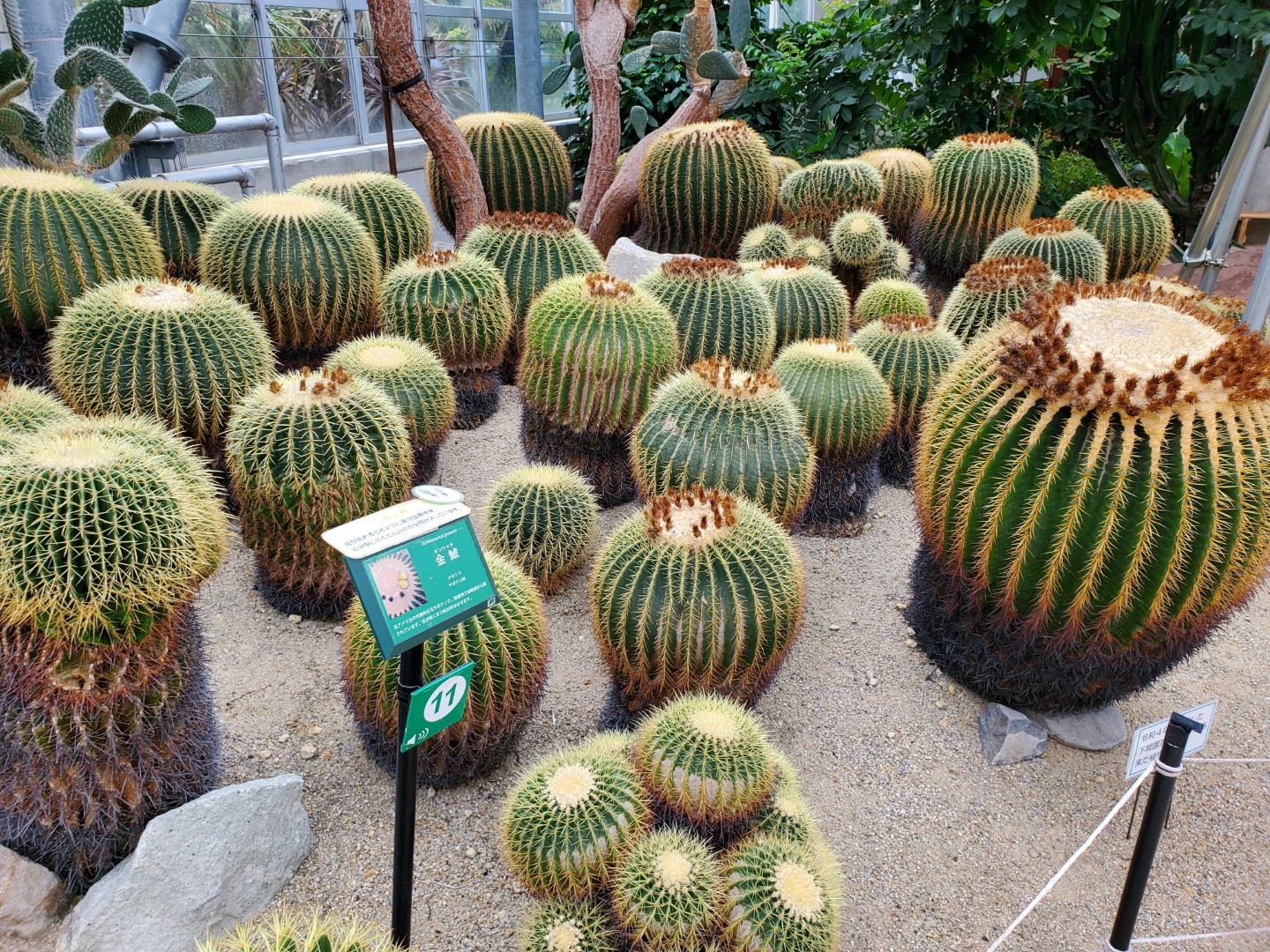ときわミュージアム「世界を旅する植物館」に行ってきたぞ！（中編