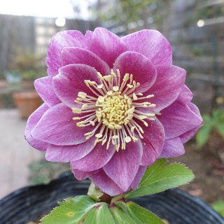 加藤農園 - クリスマスローズ・多肉shop 涼花(SUZUKA)