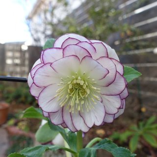 加藤農園 - クリスマスローズ・多肉shop 涼花(SUZUKA)