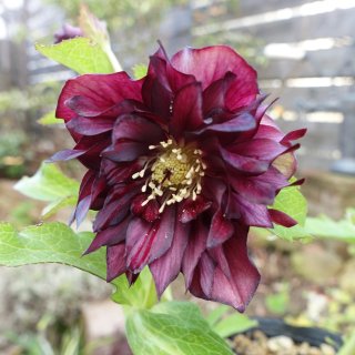 加藤農園 - クリスマスローズ・多肉shop 涼花(SUZUKA)