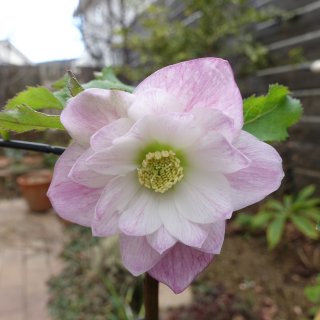 ウィンターシンフォニー (Page 2)