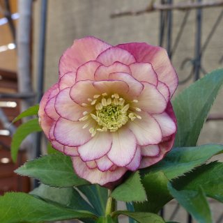 ウィンターシンフォニー