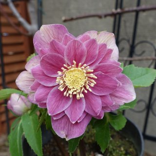 クリスマスローズ - クリスマスローズ・多肉shop 涼花(SUZUKA) (Page 2)