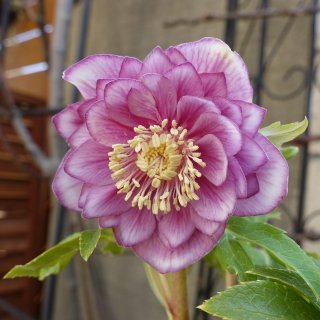 クリスマスローズ - クリスマスローズ・多肉shop 涼花(SUZUKA) (Page 2)