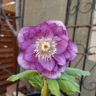 広瀬園芸 - クリスマスローズ・多肉shop 涼花(SUZUKA)