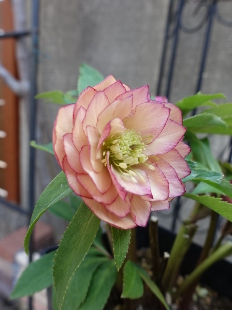 ウィンターシンフォニー dd アプリコットピンク 多弁タイプ 多花