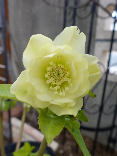 sale!!】 加藤農園 dd グロッシーカラー☆ イエロー - クリスマス