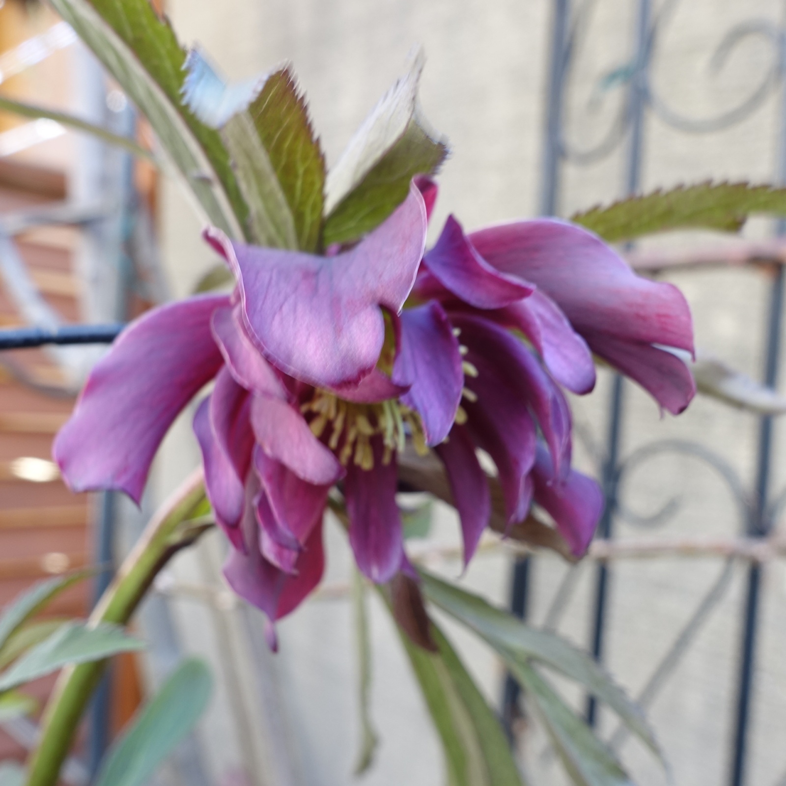 ウィンターシンフォニー dd HEXE（ヘックス）ブラックパープル