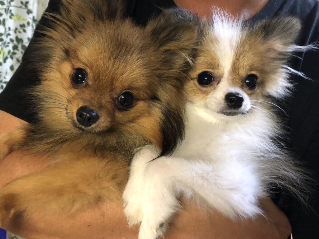 シェルティポメラニアン繁殖_販売_静岡県掛川市・ブリーダー鈴木農園で