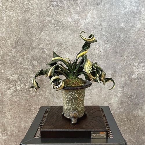 万年青 見聞録 - 春光園 【公式ホームページ】