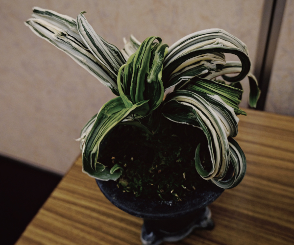 万年青 見聞録 - 春光園 【公式ホームページ】