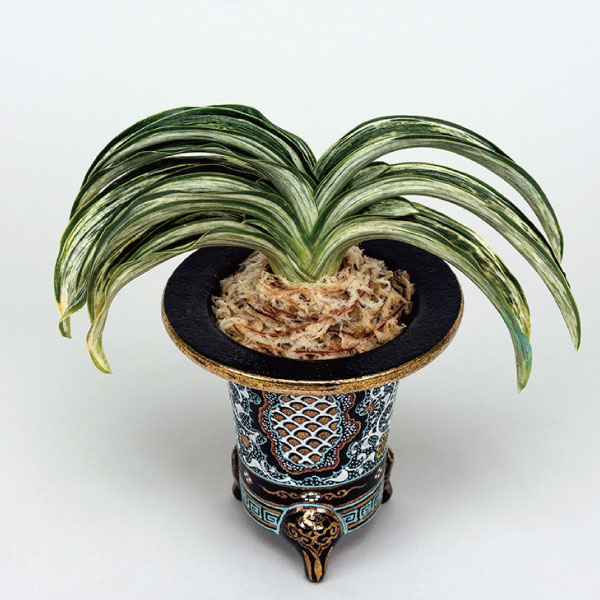 万年青 見聞録 - 春光園 【公式ホームページ】